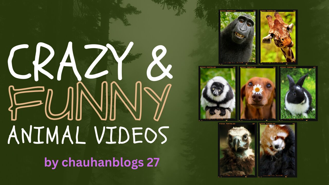 Best Funny Animal Videos of the year (2024), funniest animals ever. relax with cute animals video