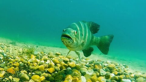 Underwater Footage and Fishing Highlights From Michigan