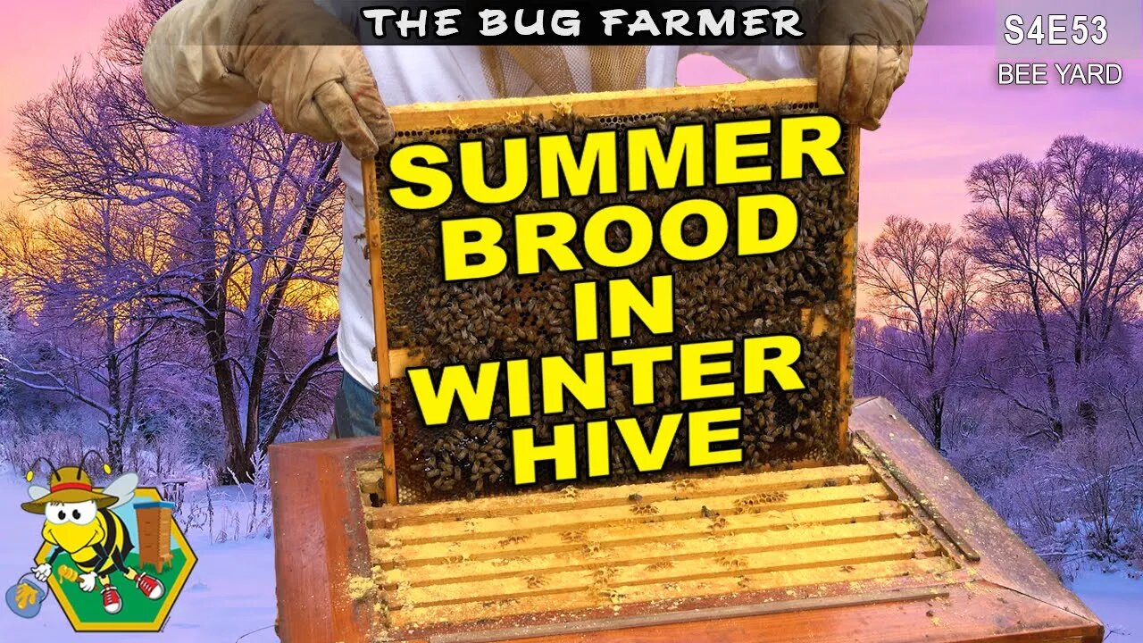 The Bee Barn Doesn't Disappoint | Summer Brood in a Winter Hive #beekeeping #bees