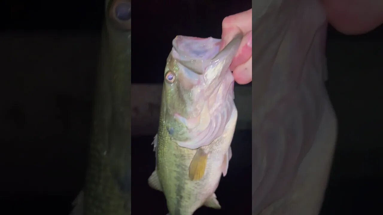 Arizona Canal Bass #fishing #bassfishing #bait #shorefishing #hugefish #bass #canalfishing #arizona