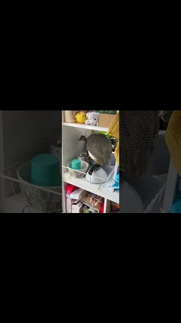11 week old Guinea fowl keet flies indoors to be with the humans