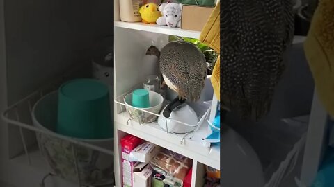 11 week old Guinea fowl keet flies indoors to be with the humans