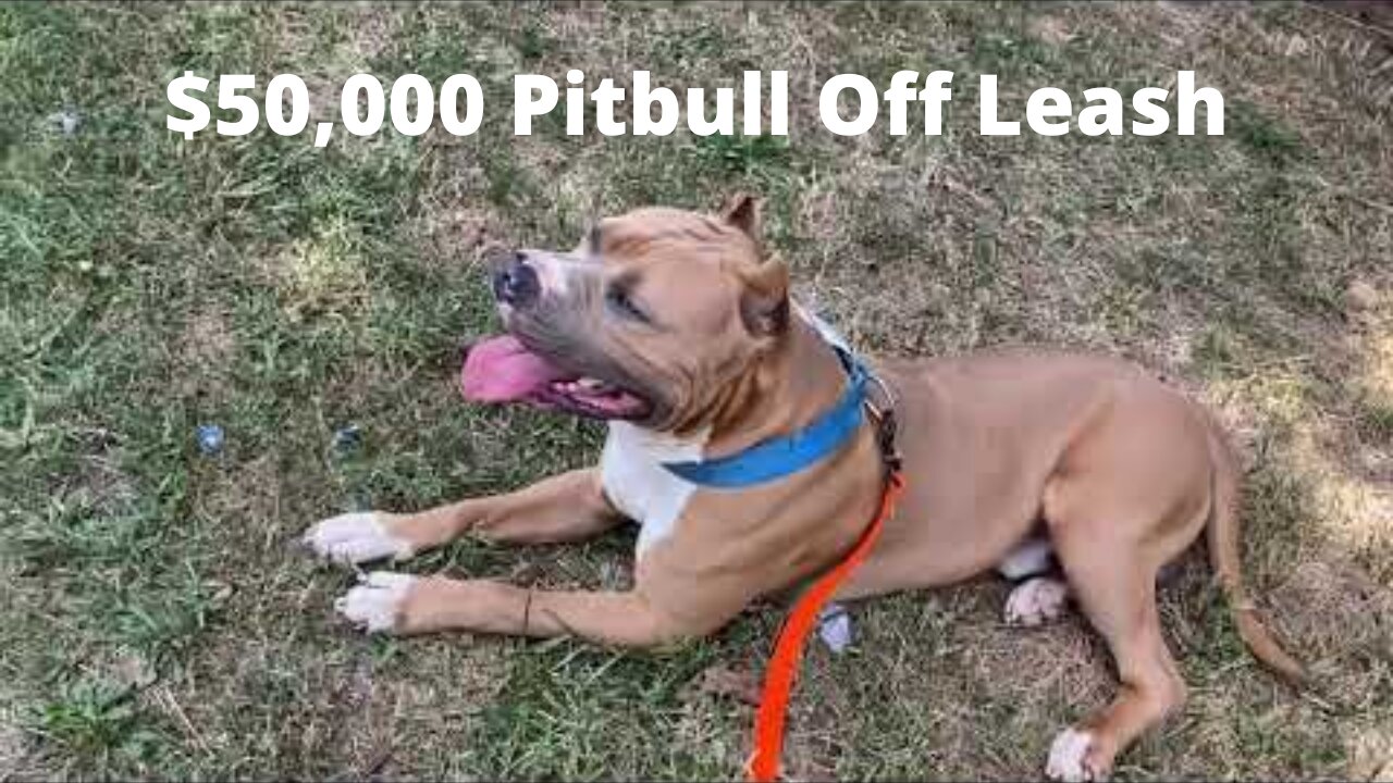 $50,000 Pitbull Off Leash|