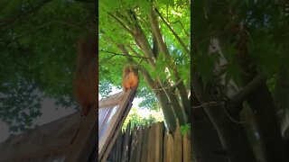 Super cute squirrel ---MUST WATCH--- ||Cute squirrel|| #shorts