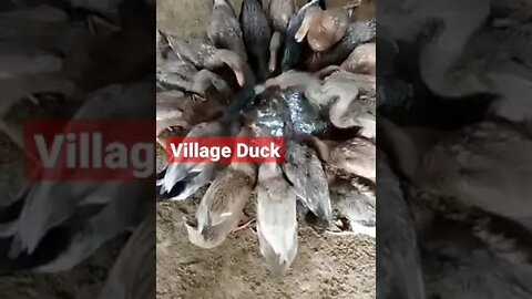 VILLAGE DUCK