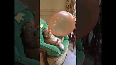 Boom,Scared me! #exlittlebeans #funny_cats #cat #funny_videos.mp4