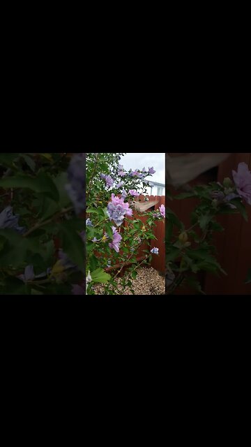 Hummingbird Hawk Moths in Slow Motion