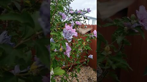 Hummingbird Hawk Moths in Slow Motion