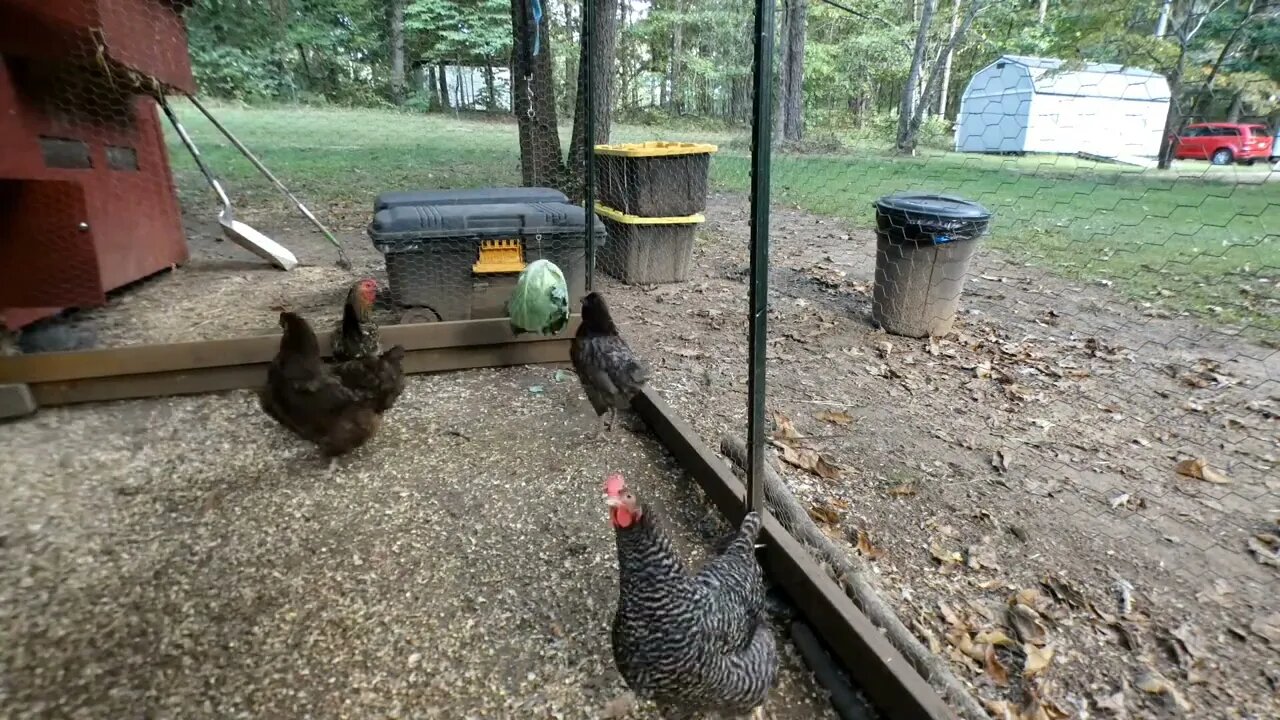 Can my chickens eat a whole cabbage in one evening?