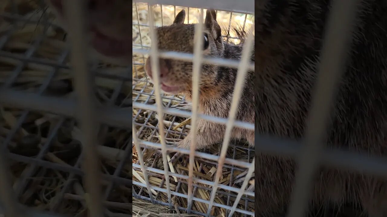 I caught another garden assassin!