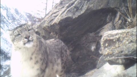 Snow leopard caught in the lens of a photo trap