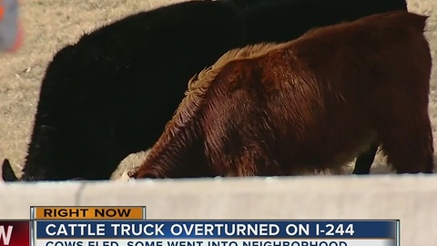 Cattle Truck Overturned On I-244