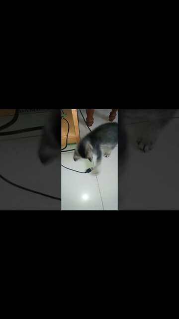 Kitty cat playing with my USB port.