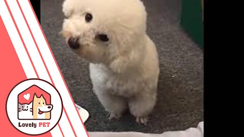 Lovely pet Cute Dogs and Funny Dogs Compilation 2021