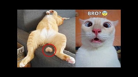 😂😂Funniest Cat Videos #1