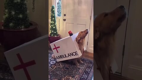 Paw ambulance