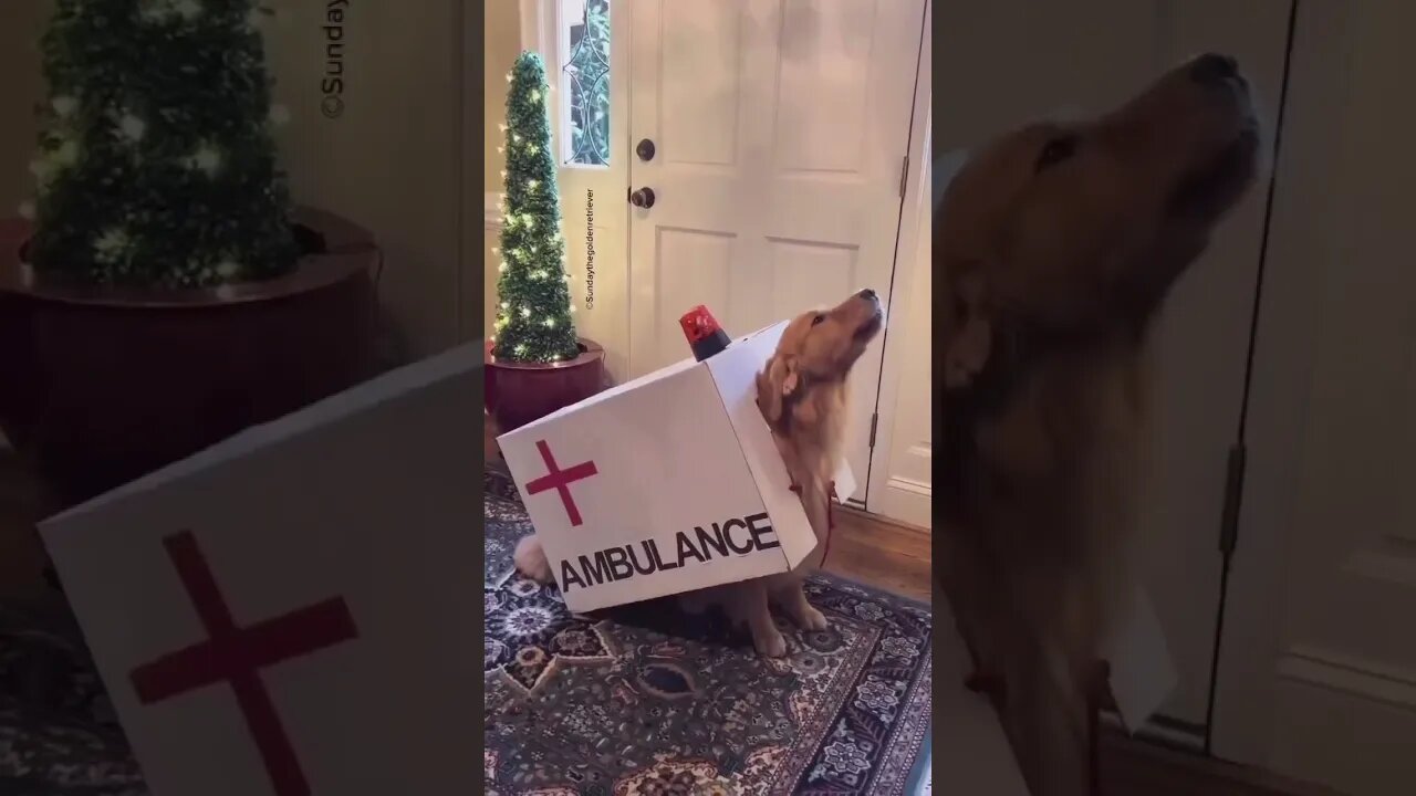 Paw ambulance