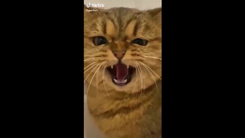 CAT FUNNY VIDEO