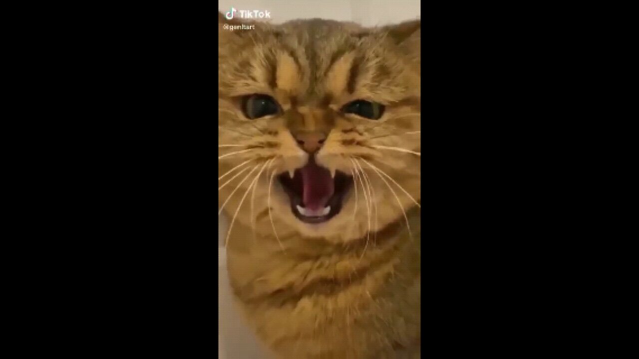 CAT FUNNY VIDEO