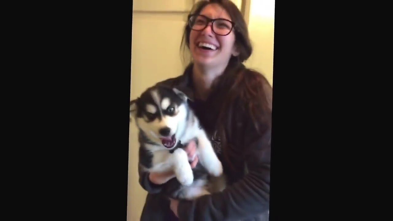 Husky talking to his mum and dad