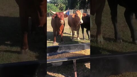 3 cowpanions #cow #cattle