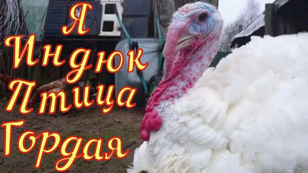 Веселые Индюки 🦃 Funny Turkeys