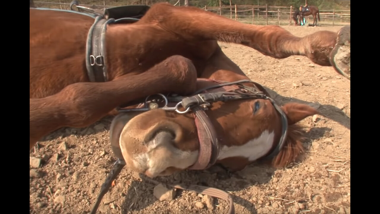 Lazy Horse Plays Dead Every Time You Ride Him