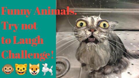 funny cats - try not to laugh challenge