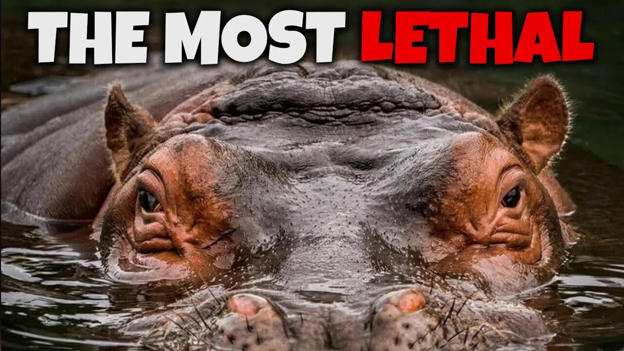 THE DEADLIEST ANIMALS IN THE WORLD | THE MOST LETHAL IN THE WORLD | FATAL ASSAULTS