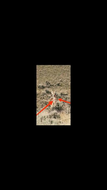 Hunting Coyotes #shorts #dogs #animals #hunter #087