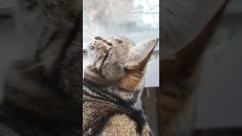 🐈 Jumpscare 🤣