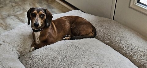 Training fetch. Start in the bathroom.