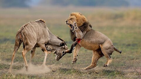 Kudu Survives lion Attack and Gets Stranded on the Road