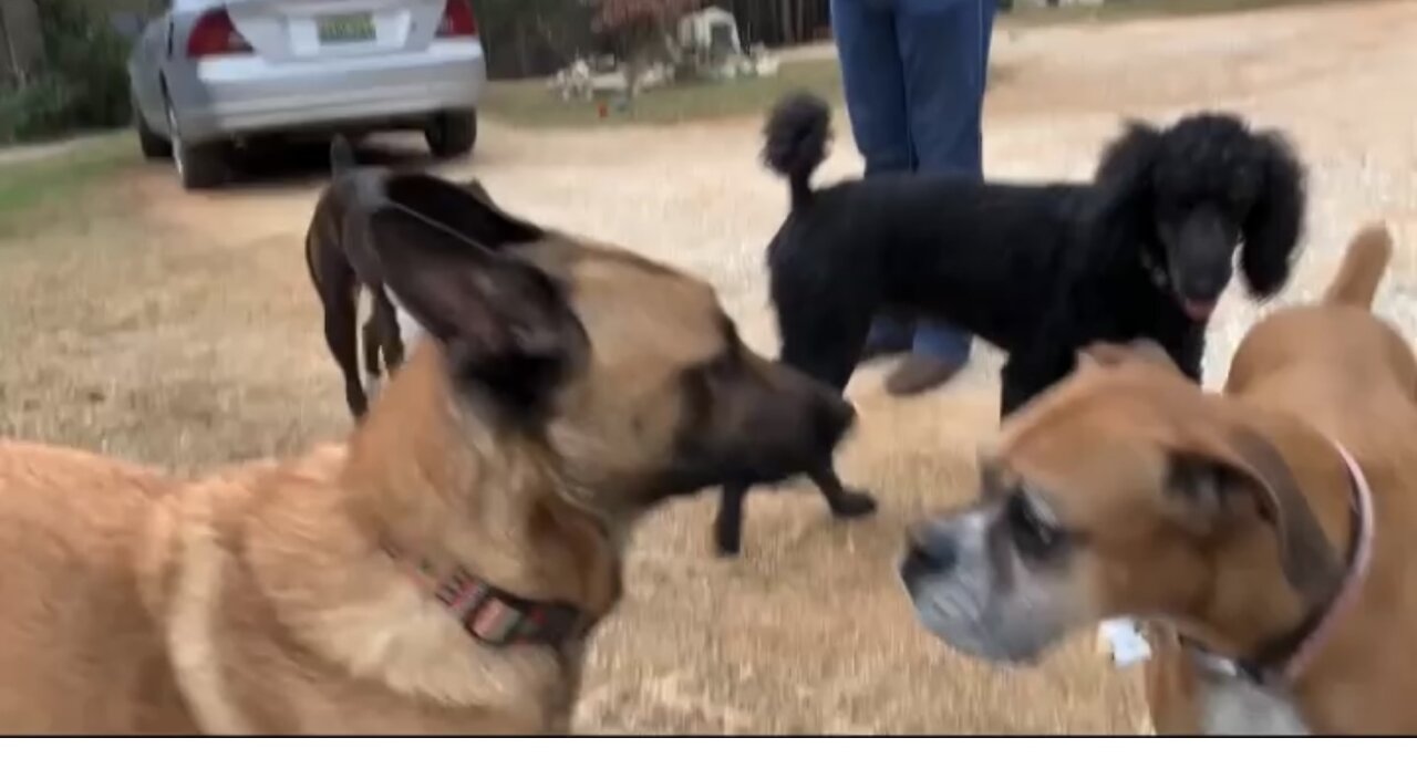 Malinois ,boxers and standard poodle practice square dancing.