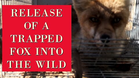 Catch, feed and release of a trapped fox back to the wild