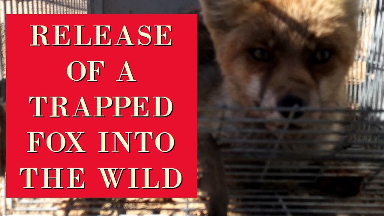 Catch, feed and release of a trapped fox back to the wild