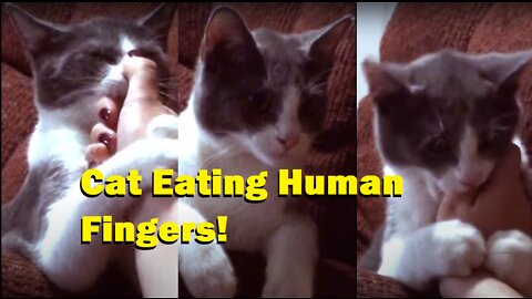 Cat Eating Human Fingers