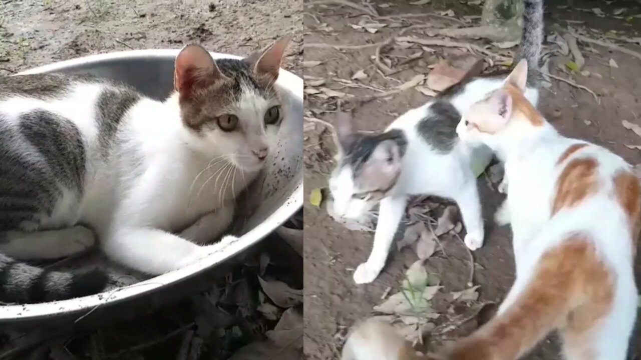 2 kittens appeared very cute in the garden