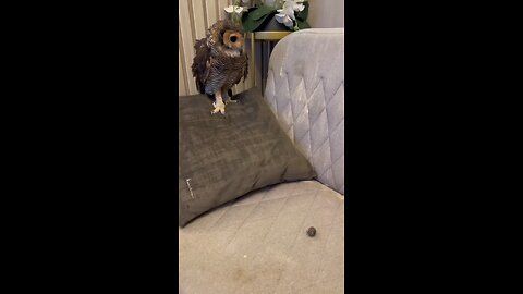 Detective Bibib_--️ _funnyanimals _owl _funnyvideo _funny _animals _cute _cuteanimals _owls