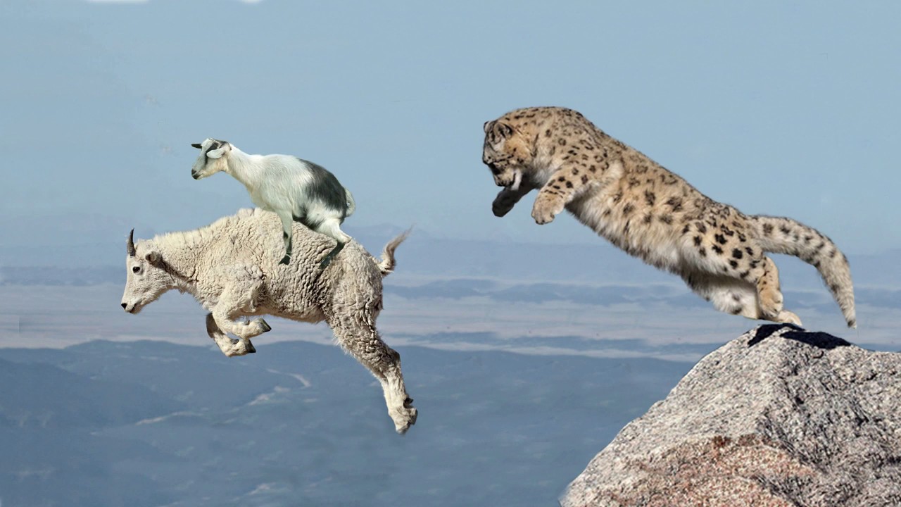 A Goat Protects Her Baby From Snow Leopard Hunting