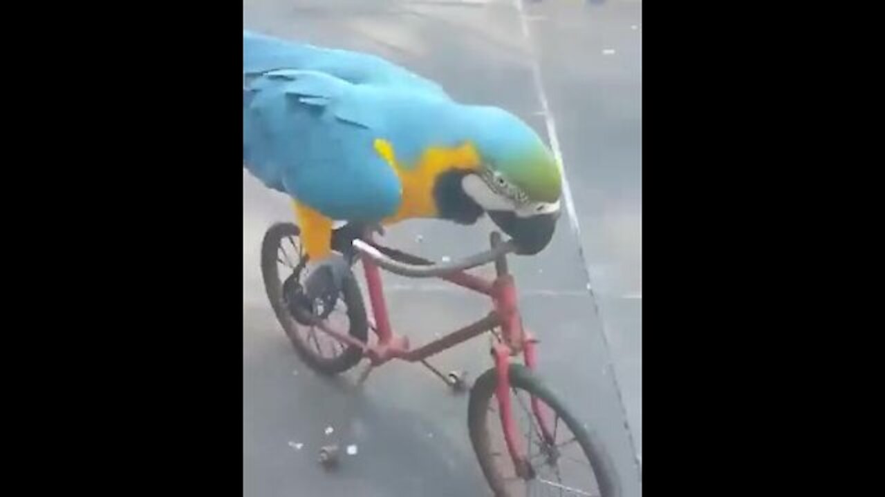 This parrot rides better than me