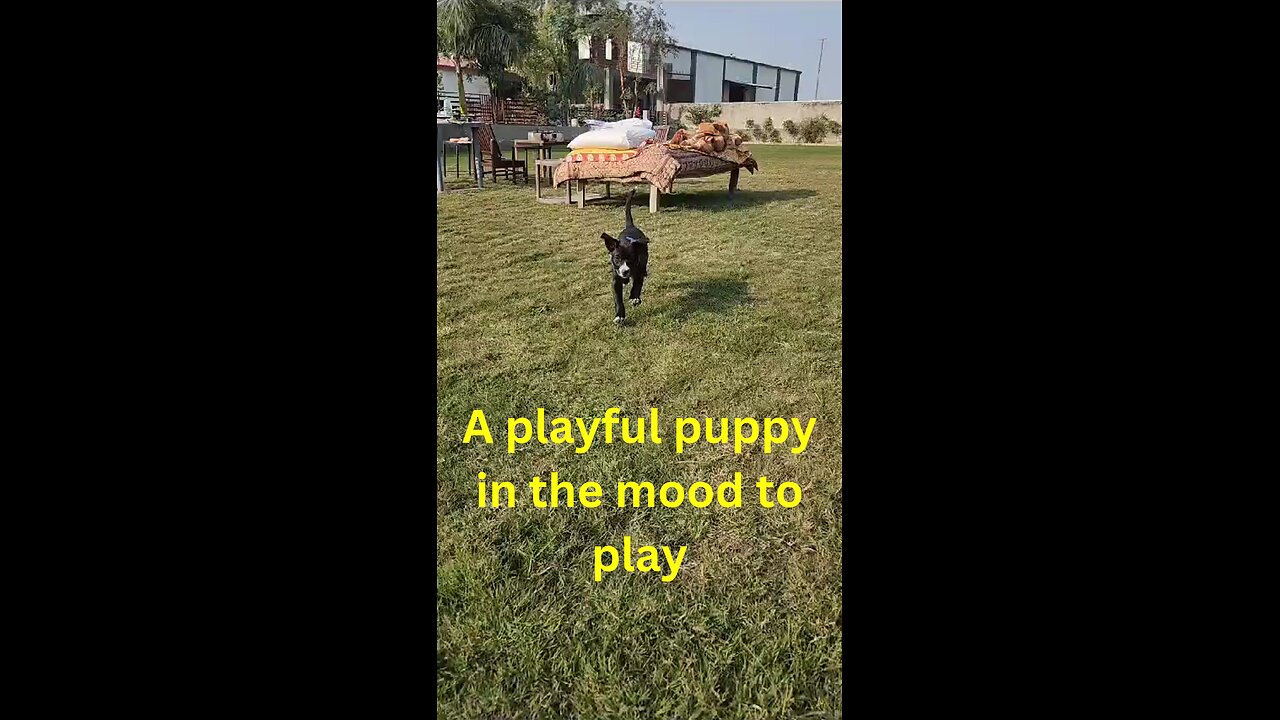 PLAY TIME/A playful puppy in the mood to play