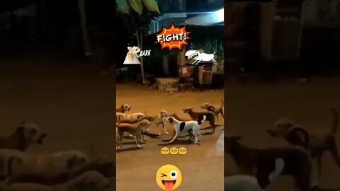 Dog fighting#shorts