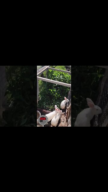 Do rabbits make good mowers? #shorts #bunny #rabbit #cutebunny #farming #raisingrabbits #homestead