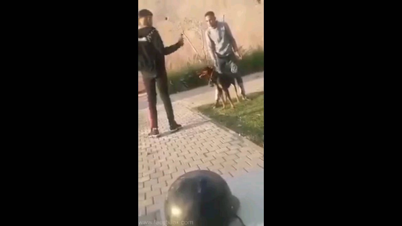 Funny video must watch man hit dog watch to see what happens