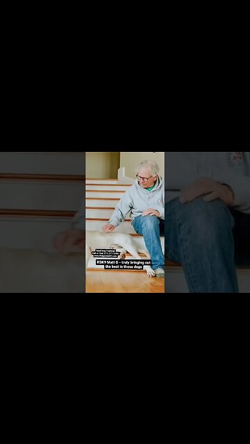 Yellow Labrador. #dogtraining