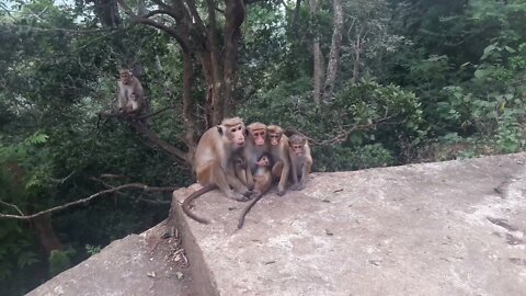 Monkey Family in Wild Animals