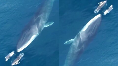 Marine life: Mother whale and her two babies forage for food