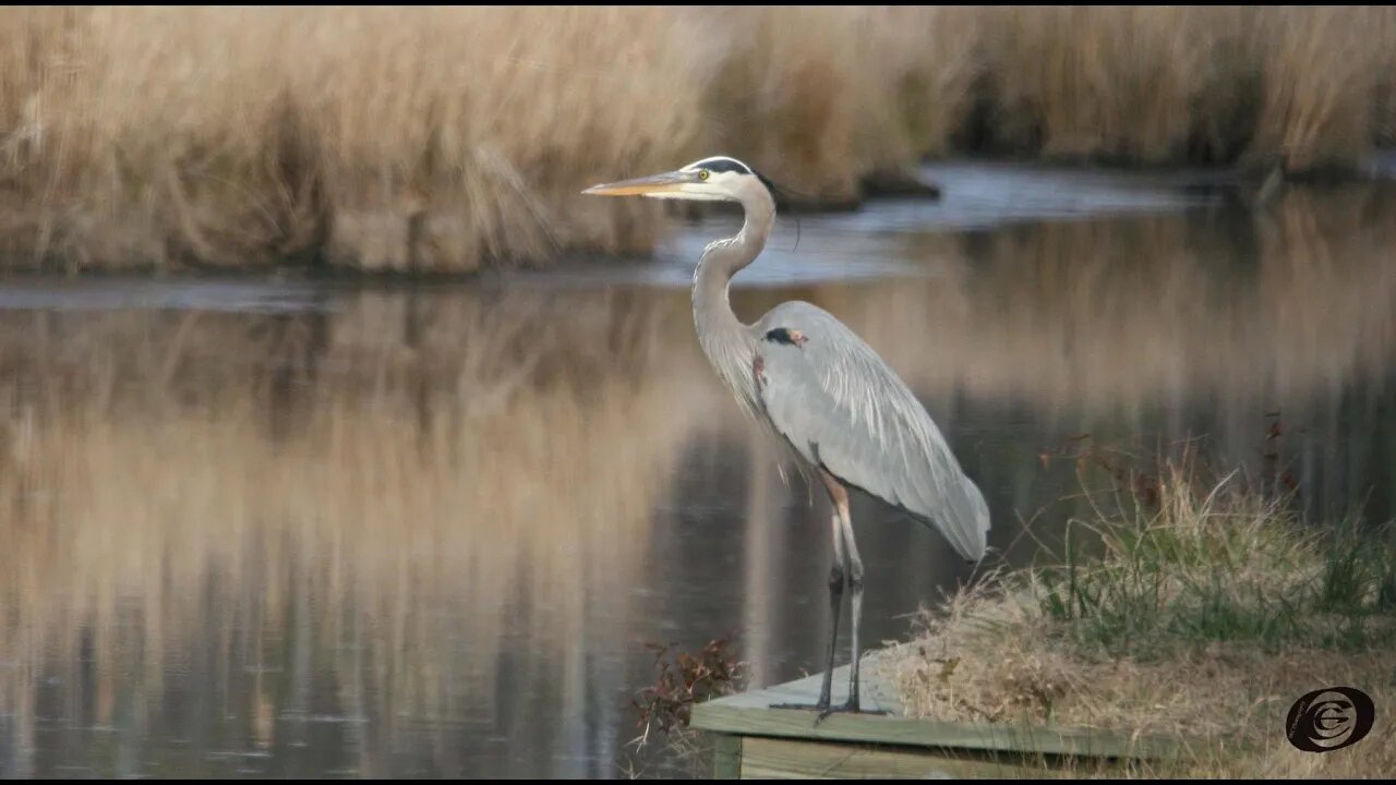 O E C Photography: Birds