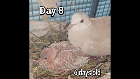 Ringneck Dove baby day 08